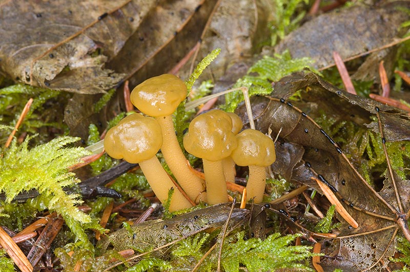 Leotia lubrica